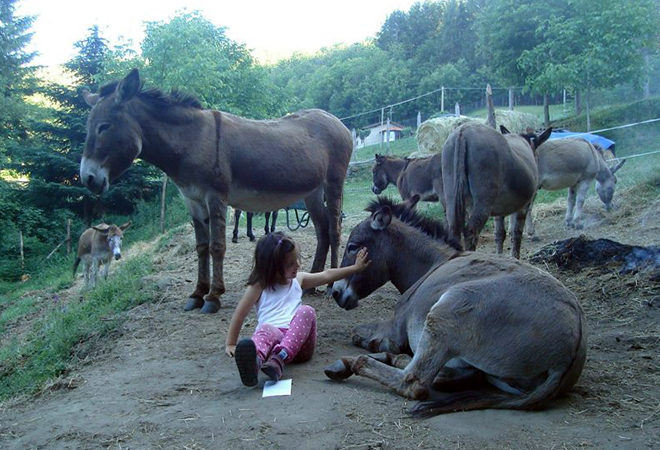 amici asino casentino