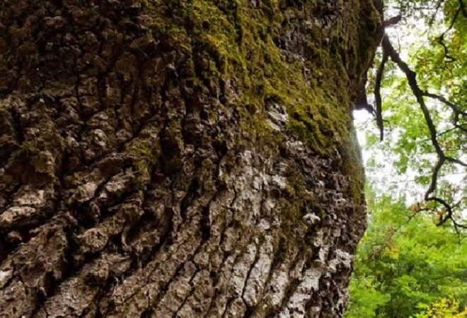 bio secolari parco nazionale