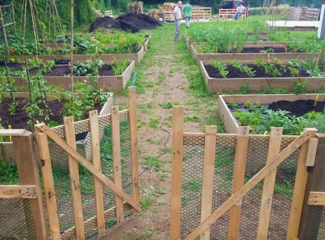 orto autoproduzione alimentare 1