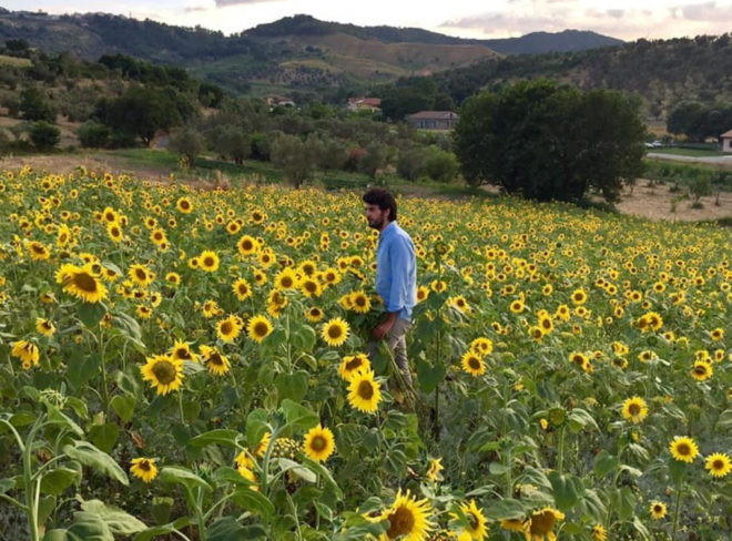 caccavari girasoli 1 1