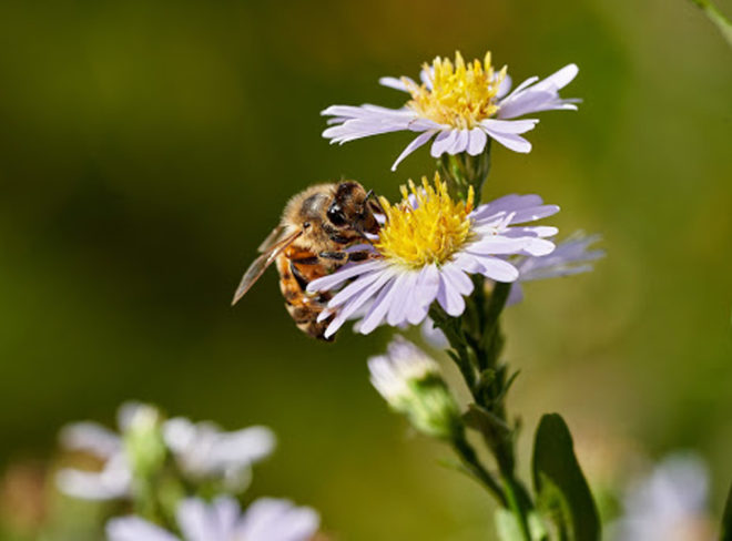 Impollinatori