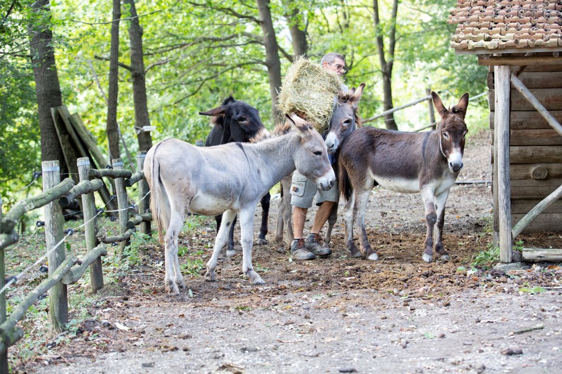 Gli asini ci insegnano la calma e a vivere la vita ai ritmi della natura” |  Liguria che cambia