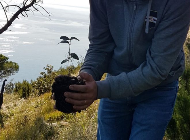 thousand trees monte moro