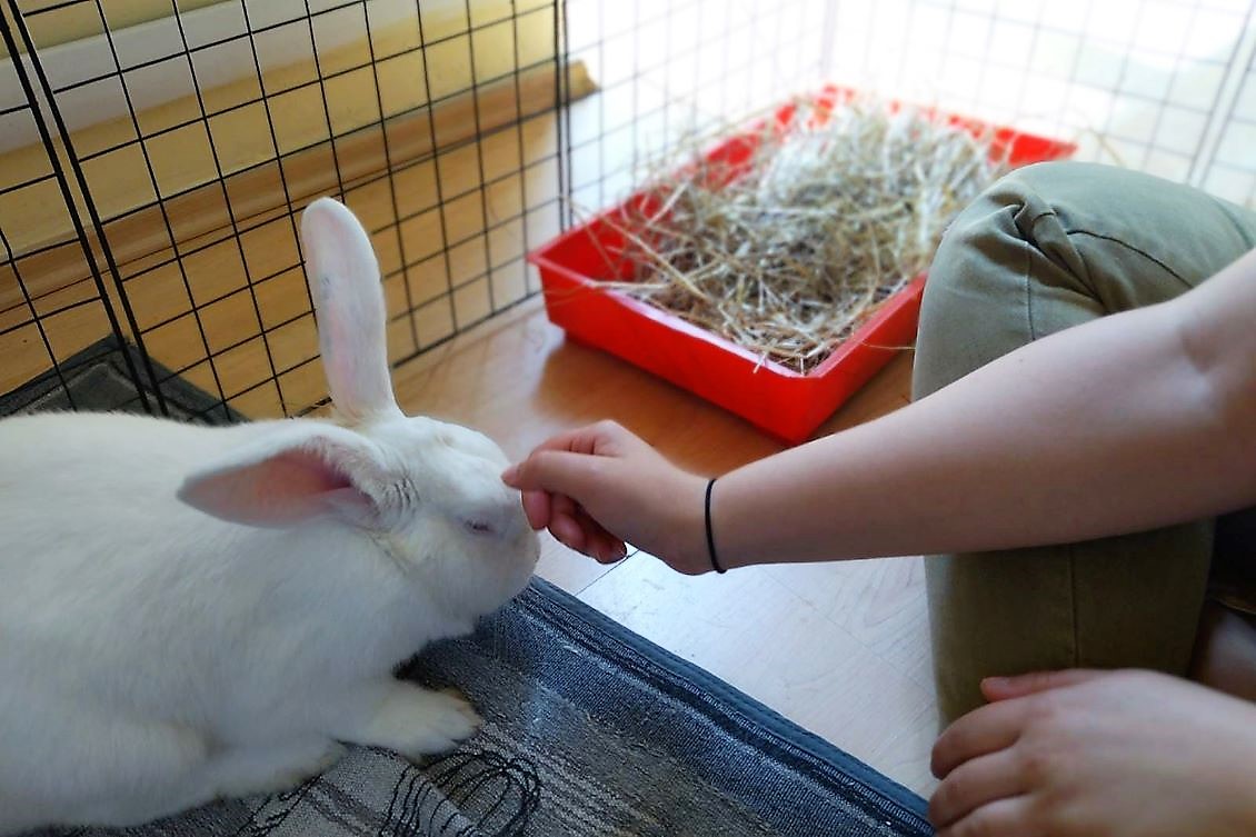 La Collina dei Conigli: il centro di recupero di animali da laboratorio  cerca nuovi volontari