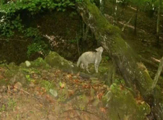 gatto selvatico paolo rossi