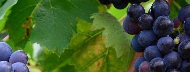 fedeli alla vigna copertina
