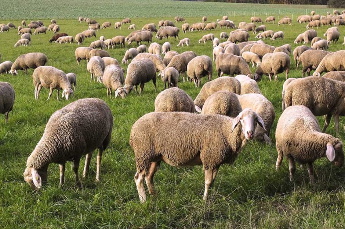 Nasce il distretto laniero siciliano per trasformare la lana in concime  liquido | Sicilia che cambia