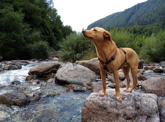 SAND torrente
