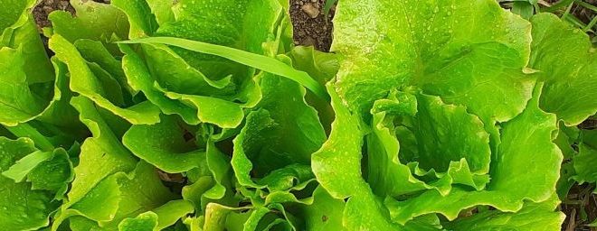 insalata