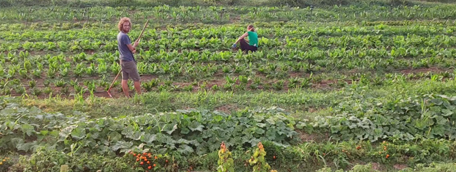 Il campo dove coltivano Giada ed Elia de "Il Filo di Salice"