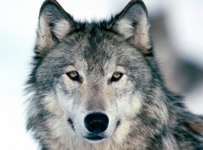 Wolf un dominated wolves 19664762 1600 1200