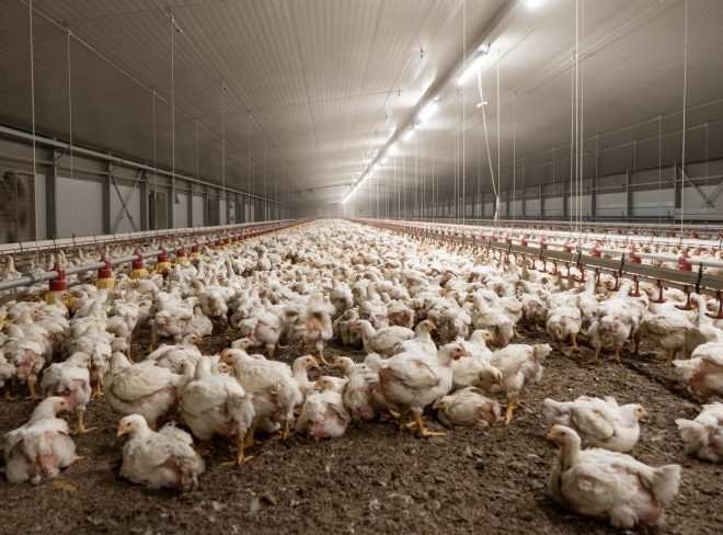 polli broiler cover