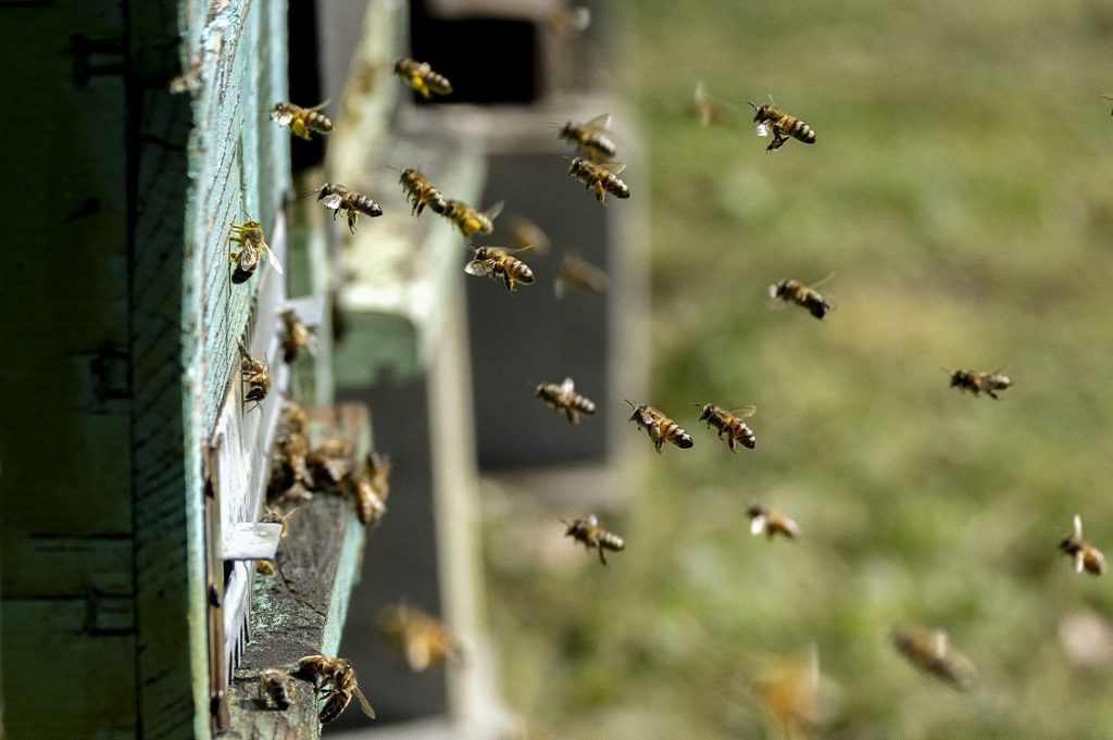 Biodiversità