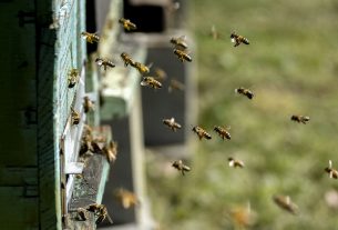 Biodiversità: le api e il loro miele sono fra gli indicatori più preziosi
