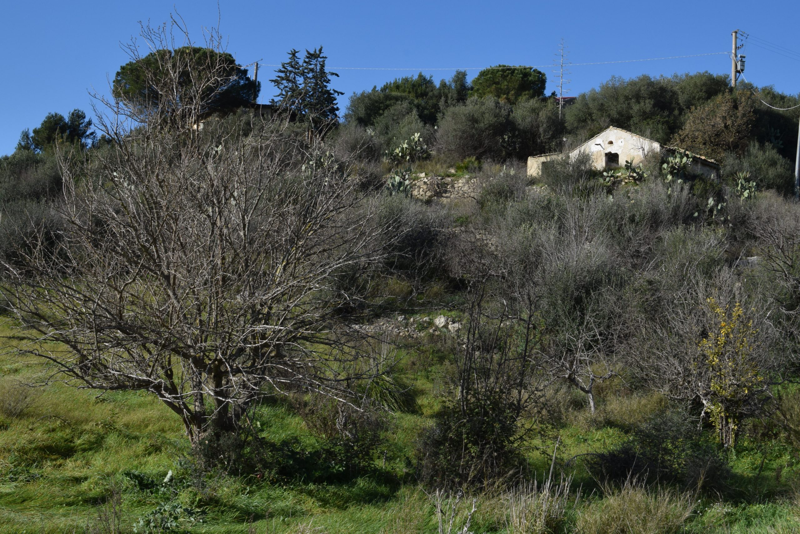 Cerco persone per progetto di coabitazione rurale in Sicilia