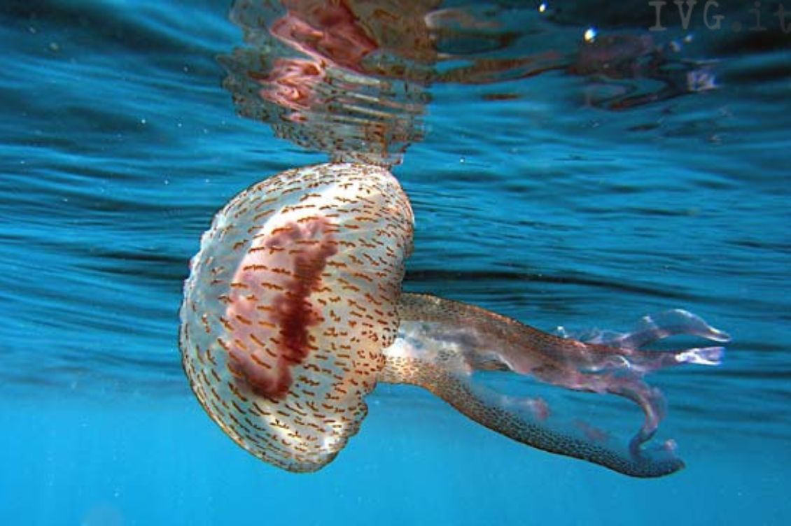 Meduse, granchietti e stelle di mare: animali, non oggetti! Rispettiamoli per l’etica e la biodiversità