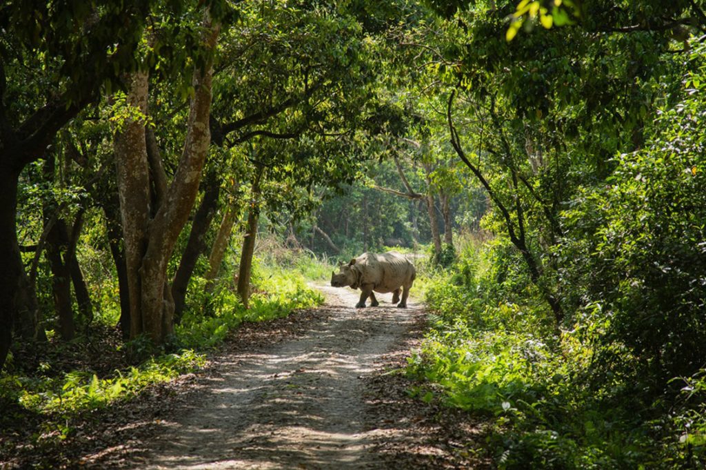 Rinoceronte Chitwan Nepal