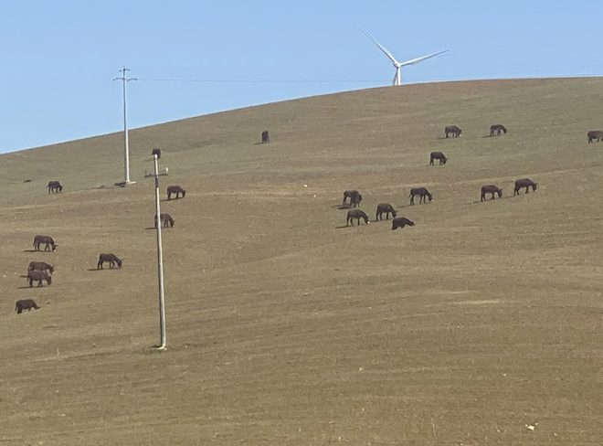 animali siccita