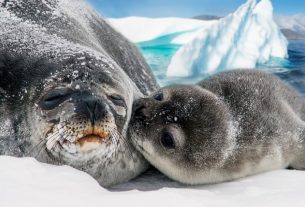 Caccia alle foche: l’UE pensa di riaprirla per le pressioni delle lobby
