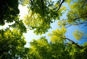 L’albero, memoria viva della saggezza minacciato dal “grigiume” umano