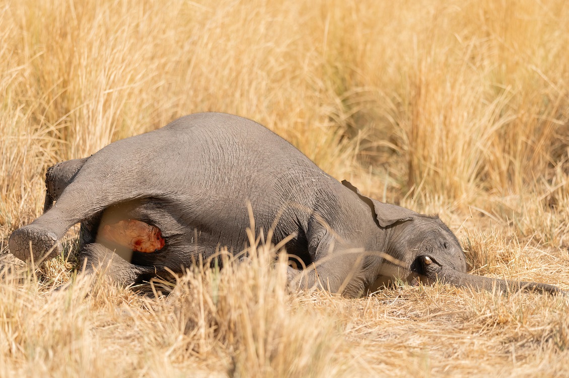 Dalla Namibia all’Abruzzo, la mattanza di animali selvatici ci dimostra quanto siamo incapaci