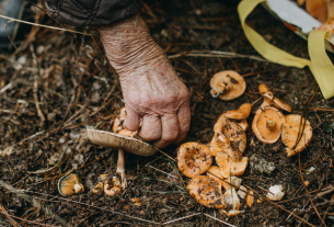 Tempo di raccolta di funghi tra rispetto e caos: c’è un equilibrio da ritrovare nei boschi sardi