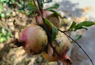 Cerco Apprendistato In Campagna