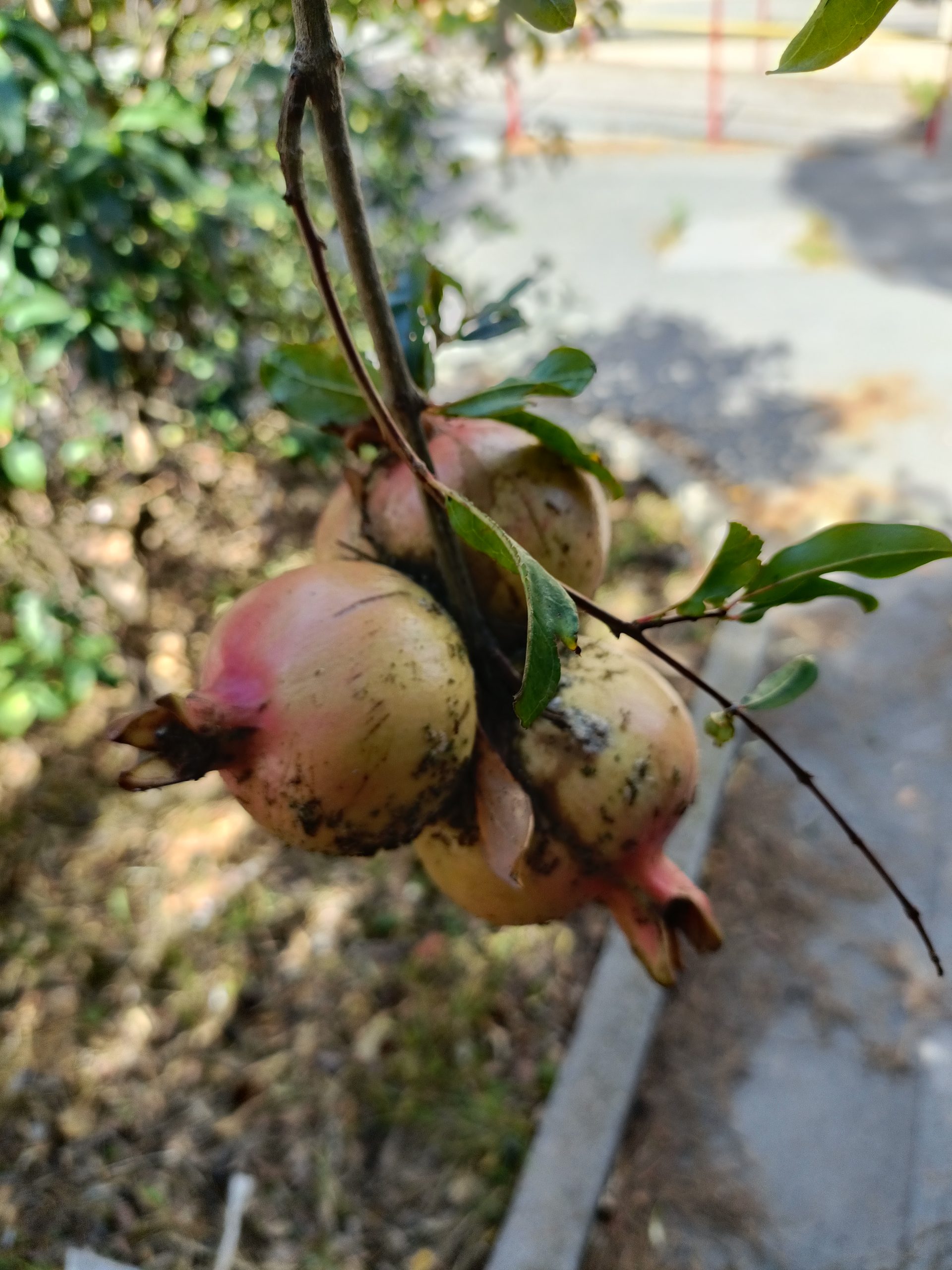 Cerco Apprendistato In Campagna