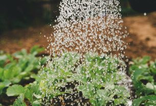 Siccità: l’agricoltura in Italia usa troppa acqua, servono regole e tecniche diverse