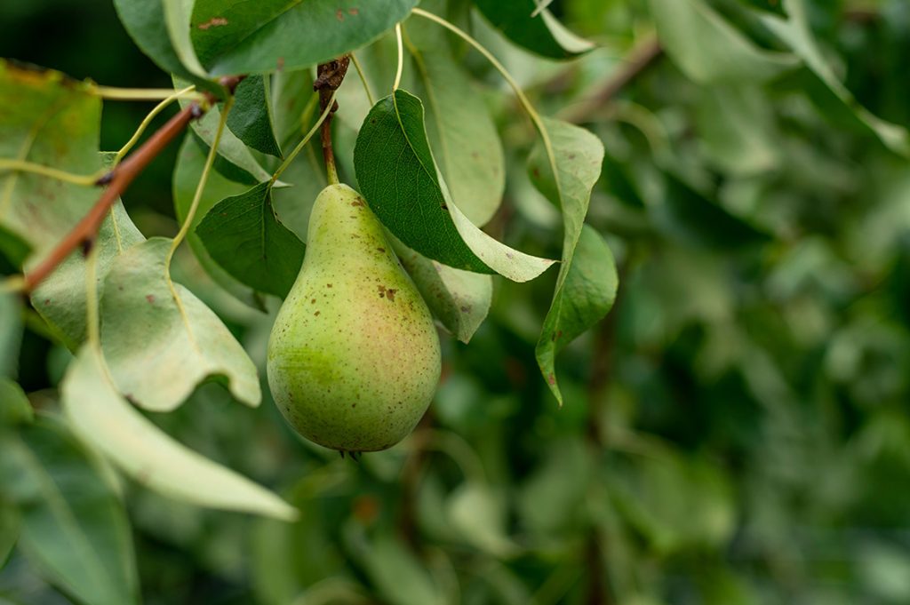 agricoltura di precisione