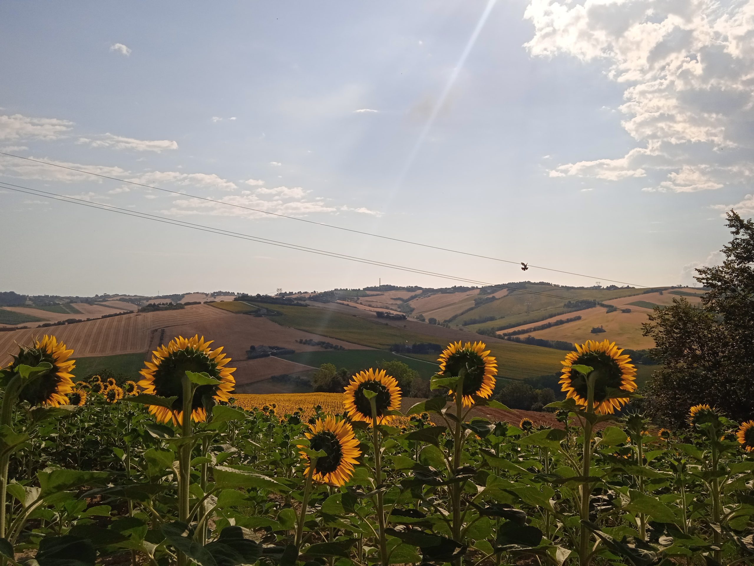 Offro terreno in vendita a Filetto di Senigallia