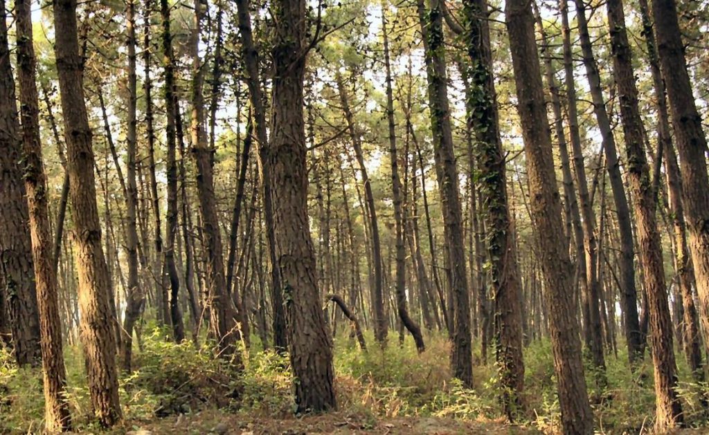 Panorama Bosco