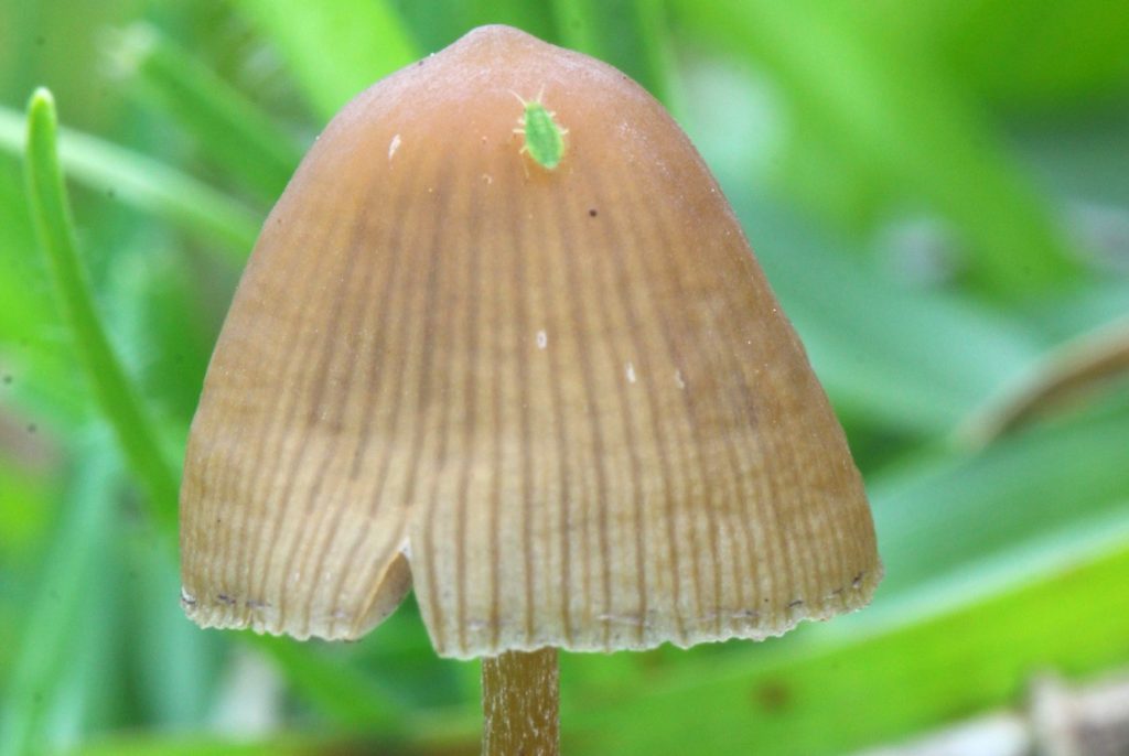 psilocybe mexicana2