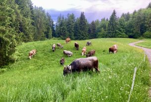 La latteria turnaria di Valmorel, dove delle mucche si prende cura una comunità intera